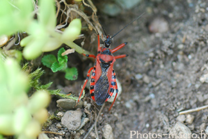 Rhinocoris iracundus